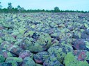 Klapperstensfält i Norrfällsvikens naturreservat